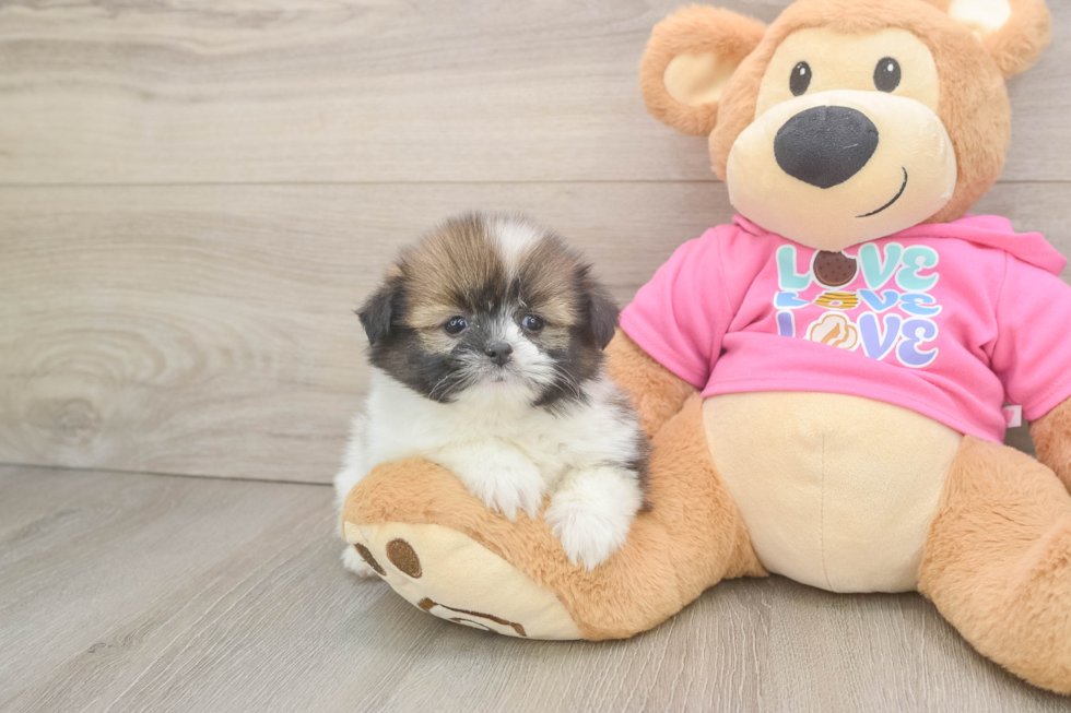 Shih Pom Puppy for Adoption