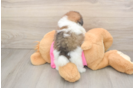 Fluffy Shih Pom Designer Pup