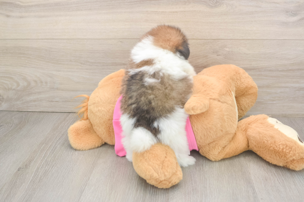 Fluffy Shih Pom Designer Pup