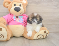 5 week old Shih Pom Puppy For Sale - Pilesgrove Pups