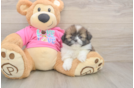 Shih Pom Puppy for Adoption