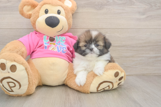 Shih Pom Puppy for Adoption