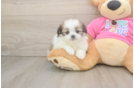 Shih Pom Pup Being Cute