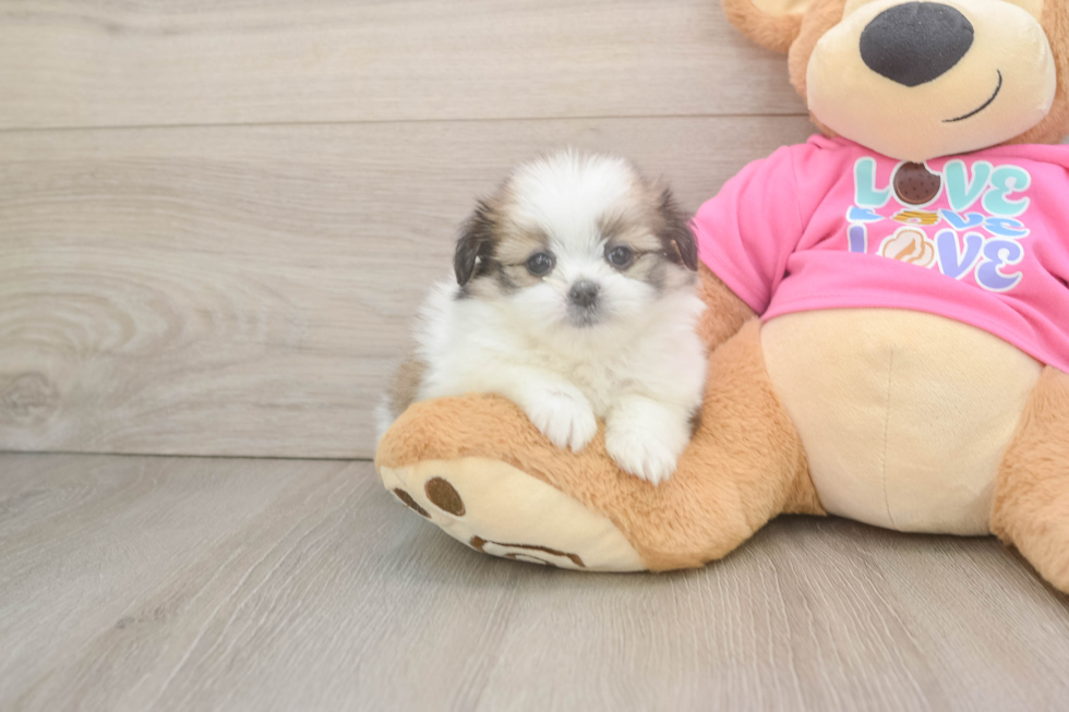 Shih Pom Pup Being Cute