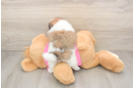 Sweet Shih Pom Baby
