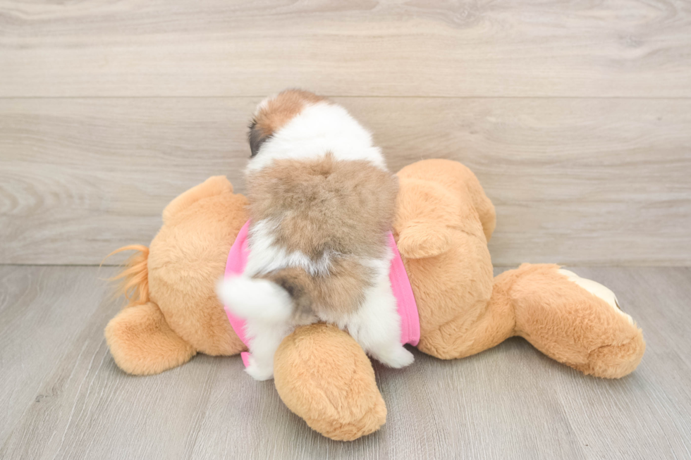 Sweet Shih Pom Baby