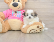 5 week old Shih Pom Puppy For Sale - Pilesgrove Pups