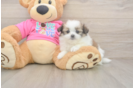 Energetic Shiranian Designer Puppy