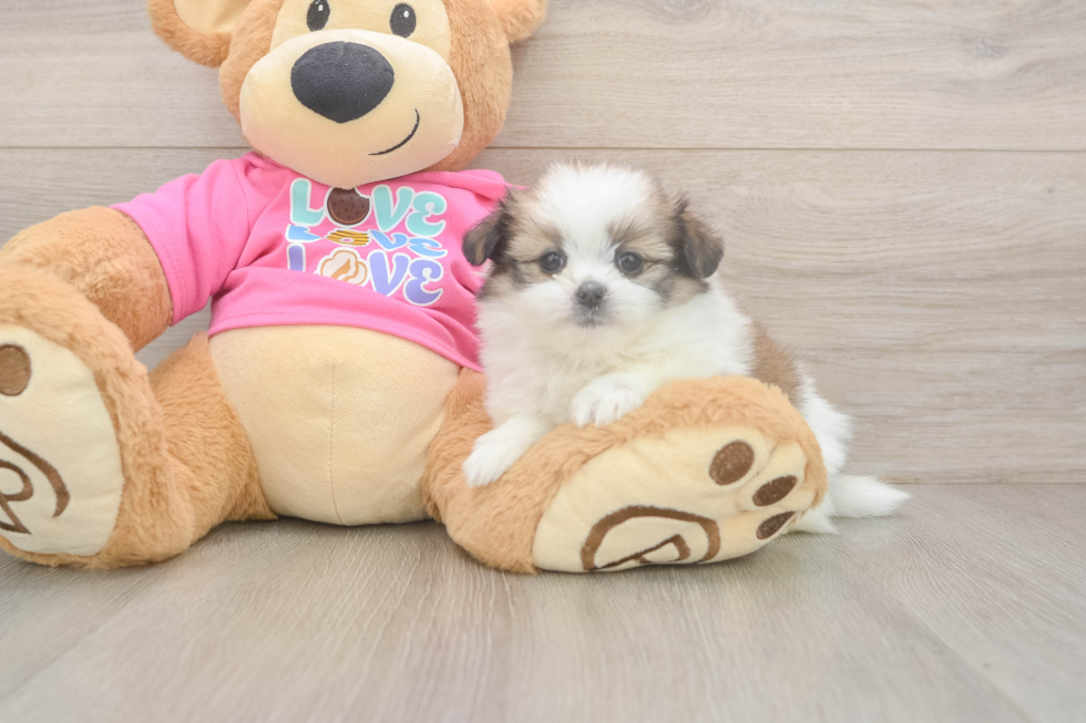 Energetic Shiranian Designer Puppy