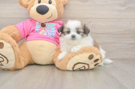 Energetic Shiranian Designer Puppy