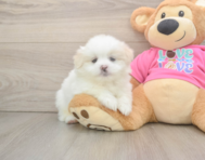 5 week old Shih Pom Puppy For Sale - Pilesgrove Pups
