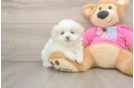 Popular Shih Pom Designer Pup