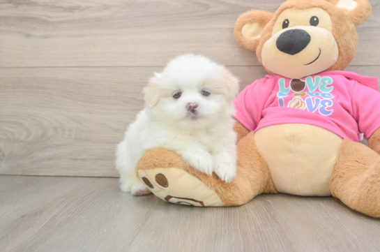 Popular Shih Pom Designer Pup