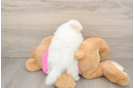 Little Pomshi Designer Puppy