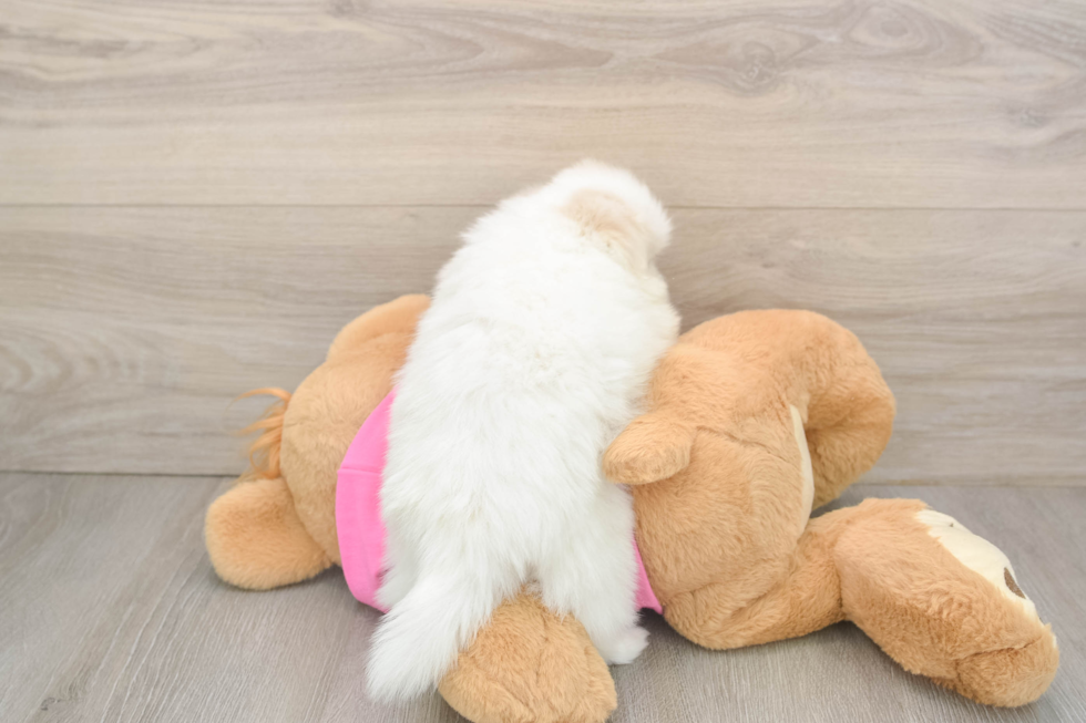 Little Pomshi Designer Puppy