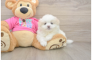 Adorable Pomatzu Designer Puppy