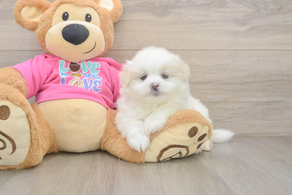 Adorable Pomatzu Designer Puppy