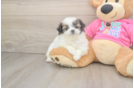 Smart Shih Pom Designer Pup