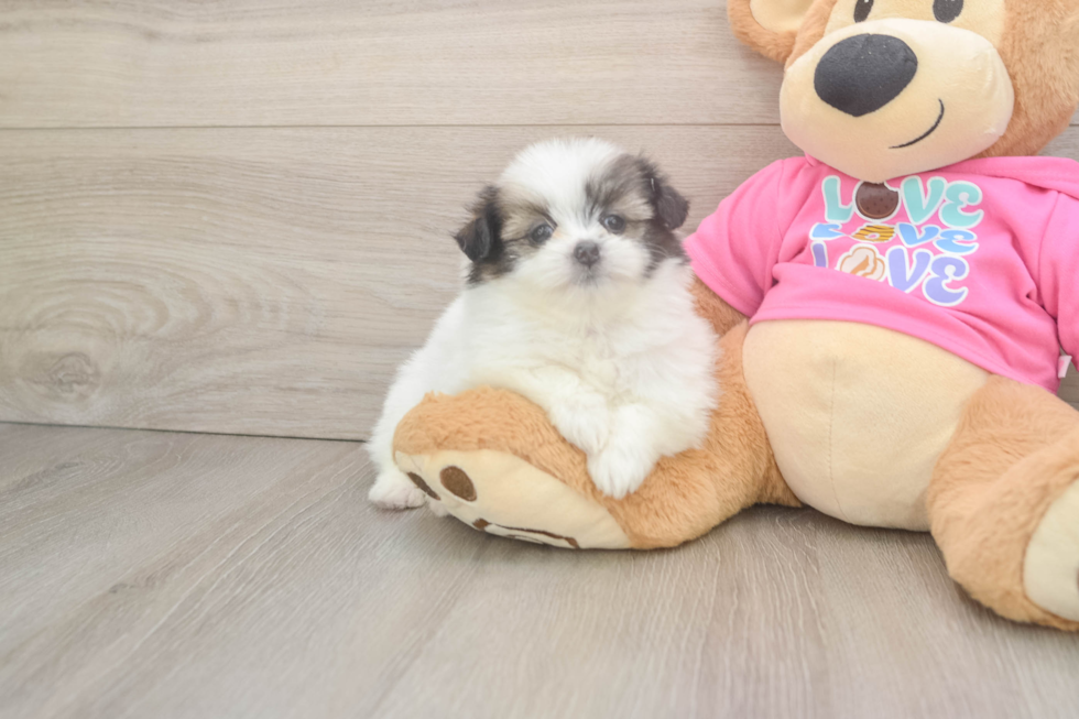 Smart Shih Pom Designer Pup
