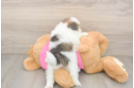 Small Shih Pom Baby