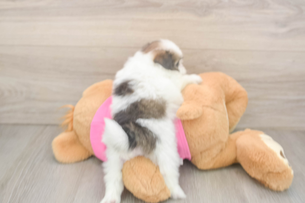 Small Shih Pom Baby