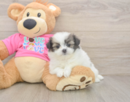 5 week old Shih Pom Puppy For Sale - Pilesgrove Pups