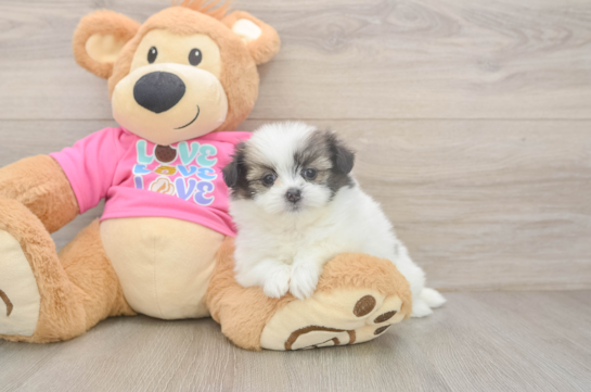 Petite Shih Pom Designer Pup
