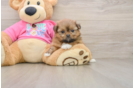 Adorable Pomatzu Designer Puppy
