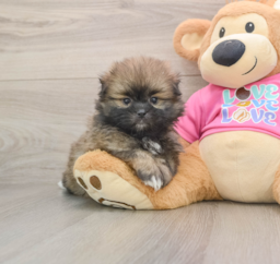 5 week old Shih Pom Puppy For Sale - Pilesgrove Pups