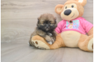 Friendly Shih Pom Baby