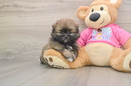 Friendly Shih Pom Baby