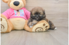 Sweet Shih Pom Baby