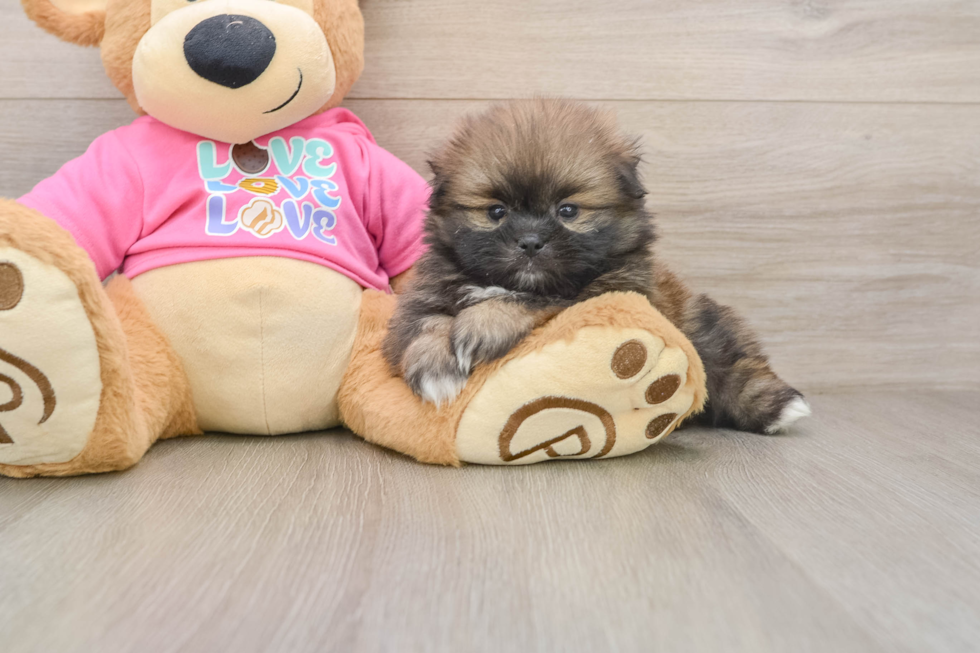 Sweet Shih Pom Baby