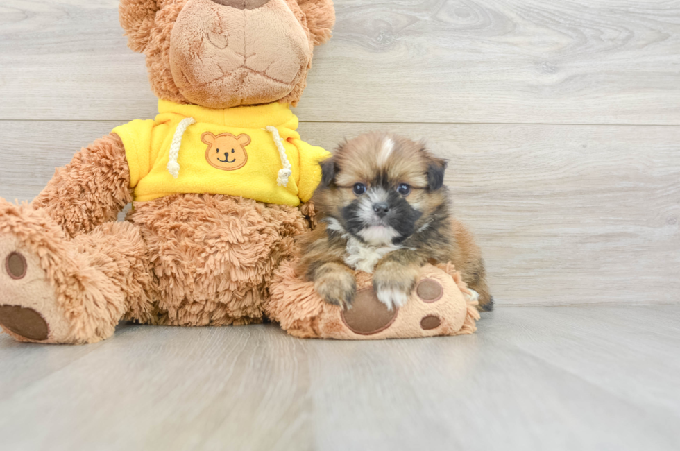 7 week old Shih Pom Puppy For Sale - Pilesgrove Pups