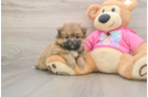 Happy Shih Pom Baby