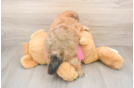 Shih Pom Puppy for Adoption