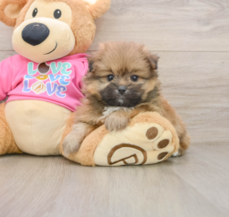 5 week old Shih Pom Puppy For Sale - Pilesgrove Pups