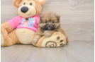 Funny Shih Pom Designer Pup