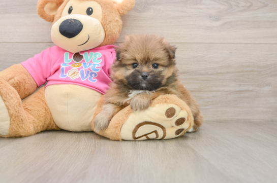 Funny Shih Pom Designer Pup