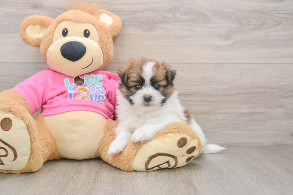 Best Shih Pom Baby
