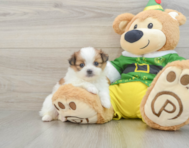 6 week old Shih Pom Puppy For Sale - Pilesgrove Pups