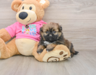 7 week old Shih Pom Puppy For Sale - Pilesgrove Pups
