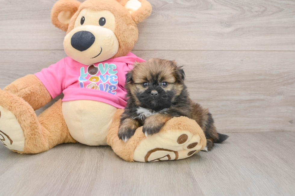 Popular Shih Pom Designer Pup