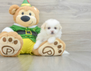 6 week old Shih Pom Puppy For Sale - Pilesgrove Pups