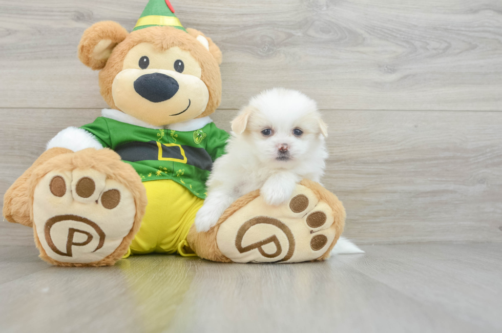 6 week old Shih Pom Puppy For Sale - Pilesgrove Pups