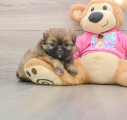 7 week old Shih Pom Puppy For Sale - Pilesgrove Pups