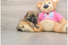 Playful Pom Tzu Designer Puppy