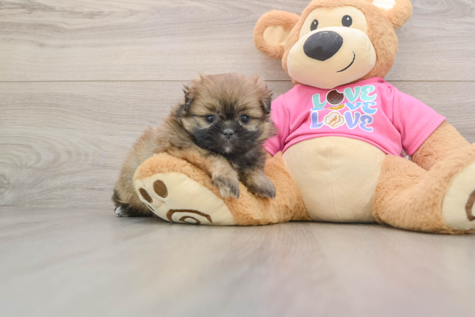 Playful Pom Tzu Designer Puppy