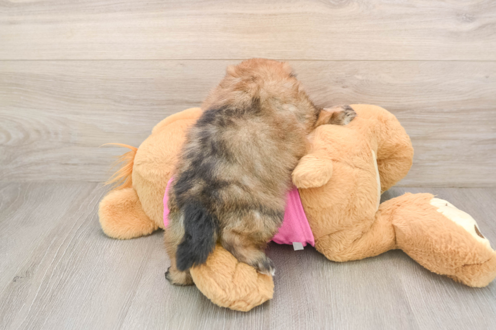Small Shih Pom Baby