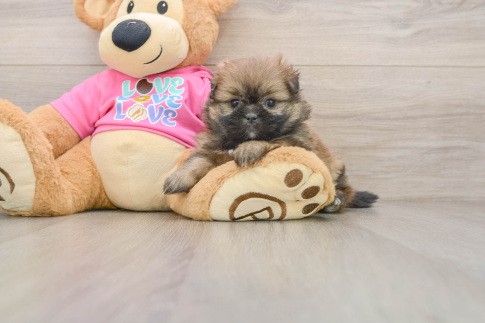 Shih Pom Puppy for Adoption